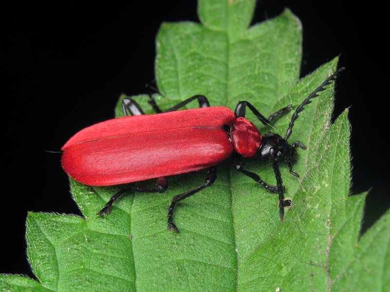 Pyrochroa coccinea (Linnaeus, 1761)
